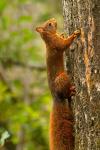Sciurus vulgaris