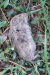 Microtus arvalis