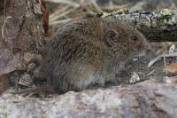 Microtus arvalis