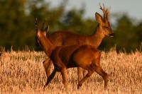 Capreolus capreolus