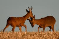 Capreolus capreolus