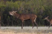 Cervus elaphus