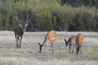 Cervus elaphus