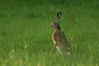 Lepus europaeus