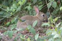 Oryctolagus cuniculus