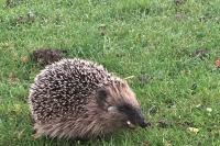 Erinaceus europaeus