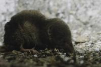 Sorex coronatus