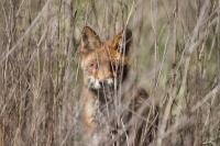 Vulpes vulpes