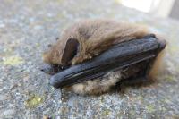 Pipistrellus