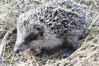 Erinaceus europaeus