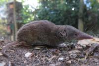 Crocidura russula