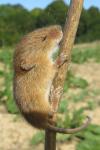 Micromys minutus