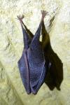 Rhinolophus hipposideros