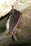 Myotis bechsteinii