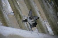 Plecotus austriacus