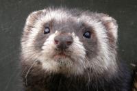 Mustela putorius