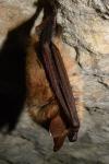 Myotis emarginatus