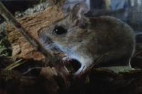 Apodemus sylvaticus
