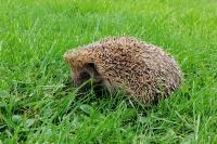 Erinaceus europaeus