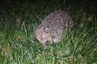 Erinaceus europaeus