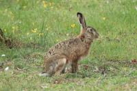Lepus europaeus