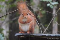 Sciurus vulgaris