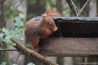 Sciurus vulgaris