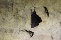Rhinolophus ferrumequinum