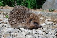 Erinaceus europaeus