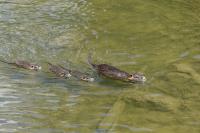 Myocastor coypus