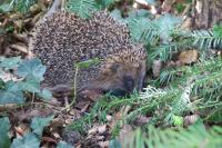 Erinaceus europaeus