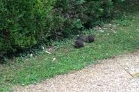 Myocastor coypus