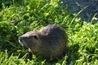 Myocastor coypus