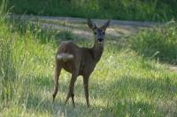 Capreolus capreolus
