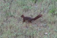 Sciurus vulgaris