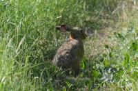 Lepus europaeus