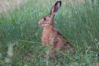 Lepus europaeus