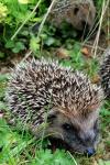 Erinaceus europaeus
