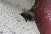 Pipistrellus
