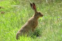 Lepus europaeus