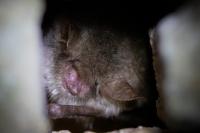 Myotis nattereri