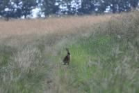 Lepus europaeus