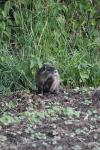 Myocastor coypus