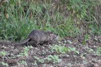 Myocastor coypus