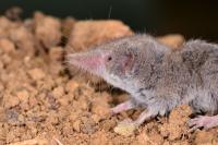 Crocidura russula