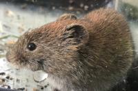 Clethrionomys glareolus