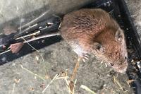 Clethrionomys glareolus