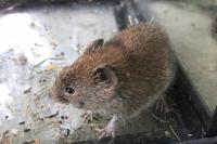 Clethrionomys glareolus