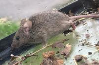 Mus musculus