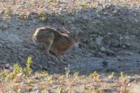 Lepus europaeus